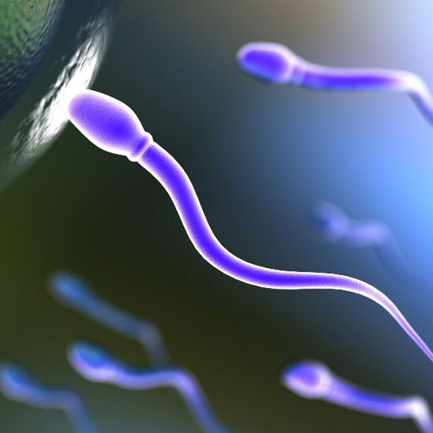 Морфология сперматозоидов — как улучшить показатели?