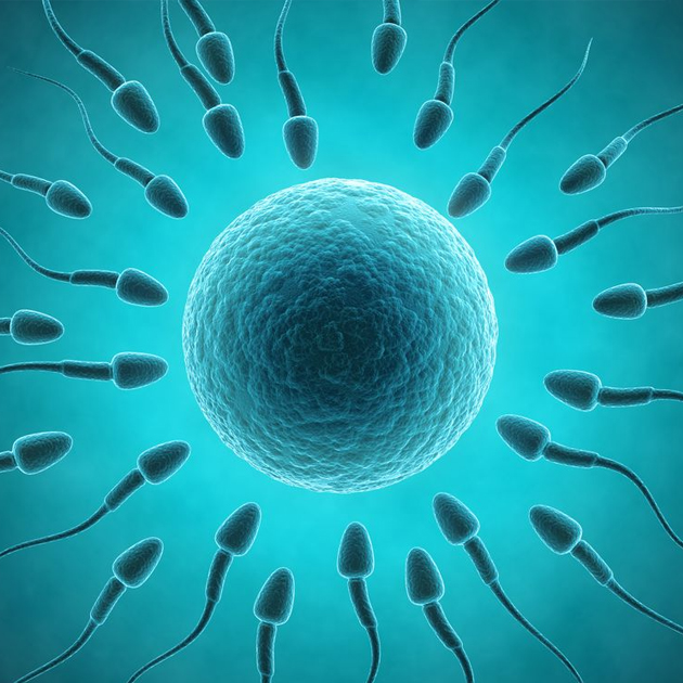 ВитаЭко - Агрегация в спермограмме