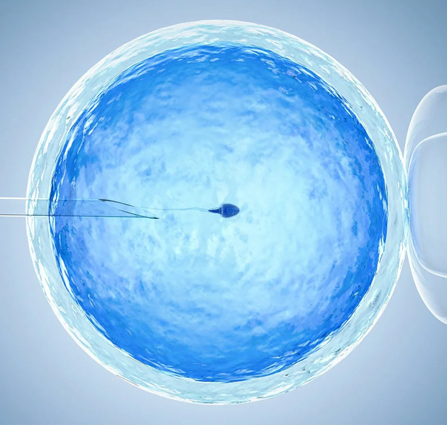 Неудачи ЭКО: эмбриологический этап