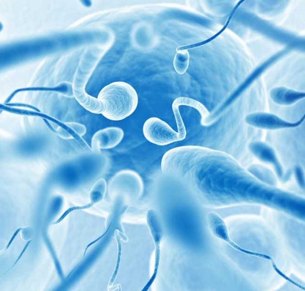 Агглютинация сперматозоидов